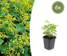 Alchemilla mollis