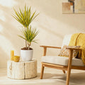 Dracaena Sunray, plant in pot