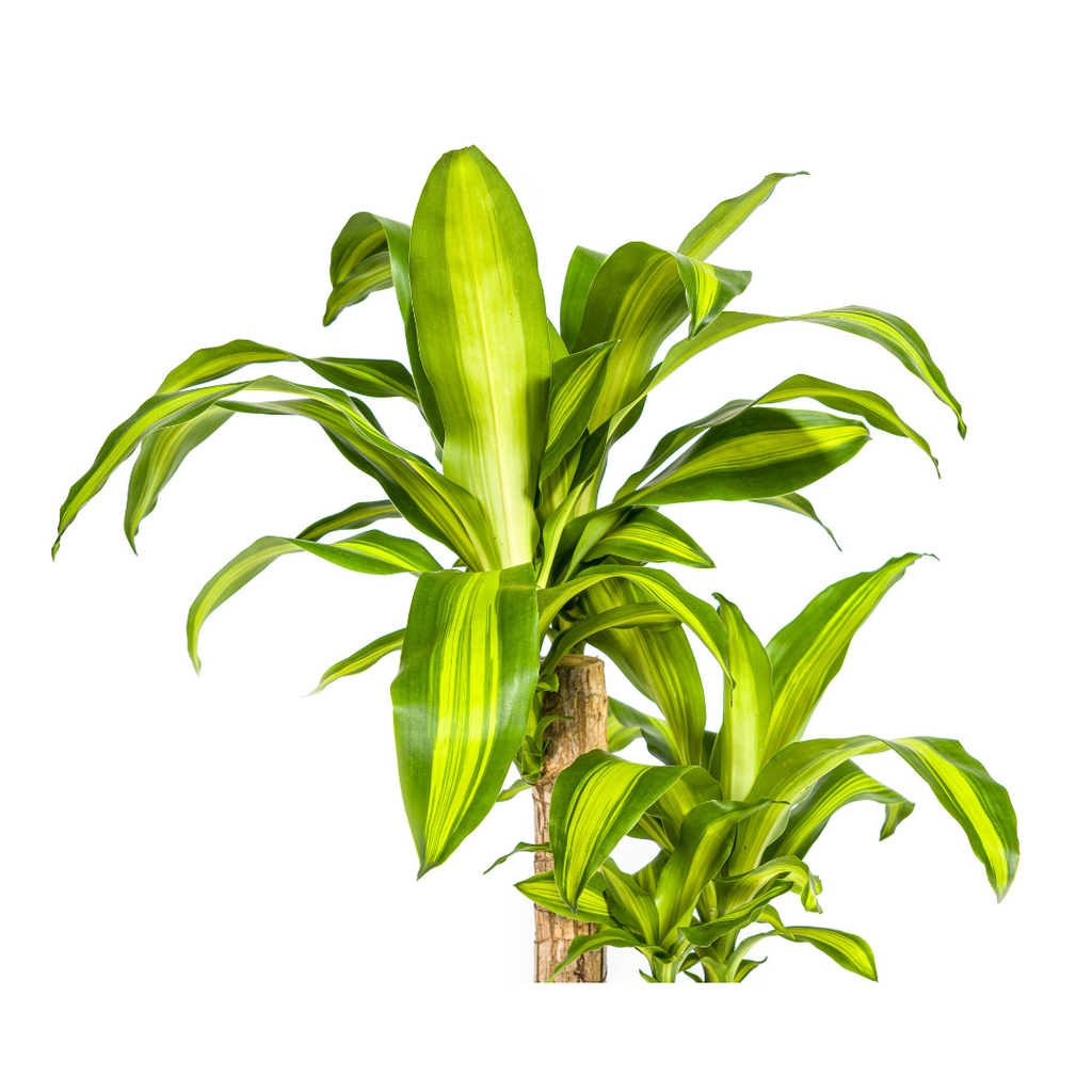 Dracaena Fragrans Massangeana, kenmerkend blad