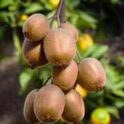 Zoete oogst trio, BIO fruitplanten mix van 3 soorten