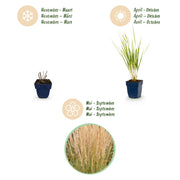 Calamagrostis Karl Foerster - Struisriet - Met Pluim - Groen - 6 Planten
