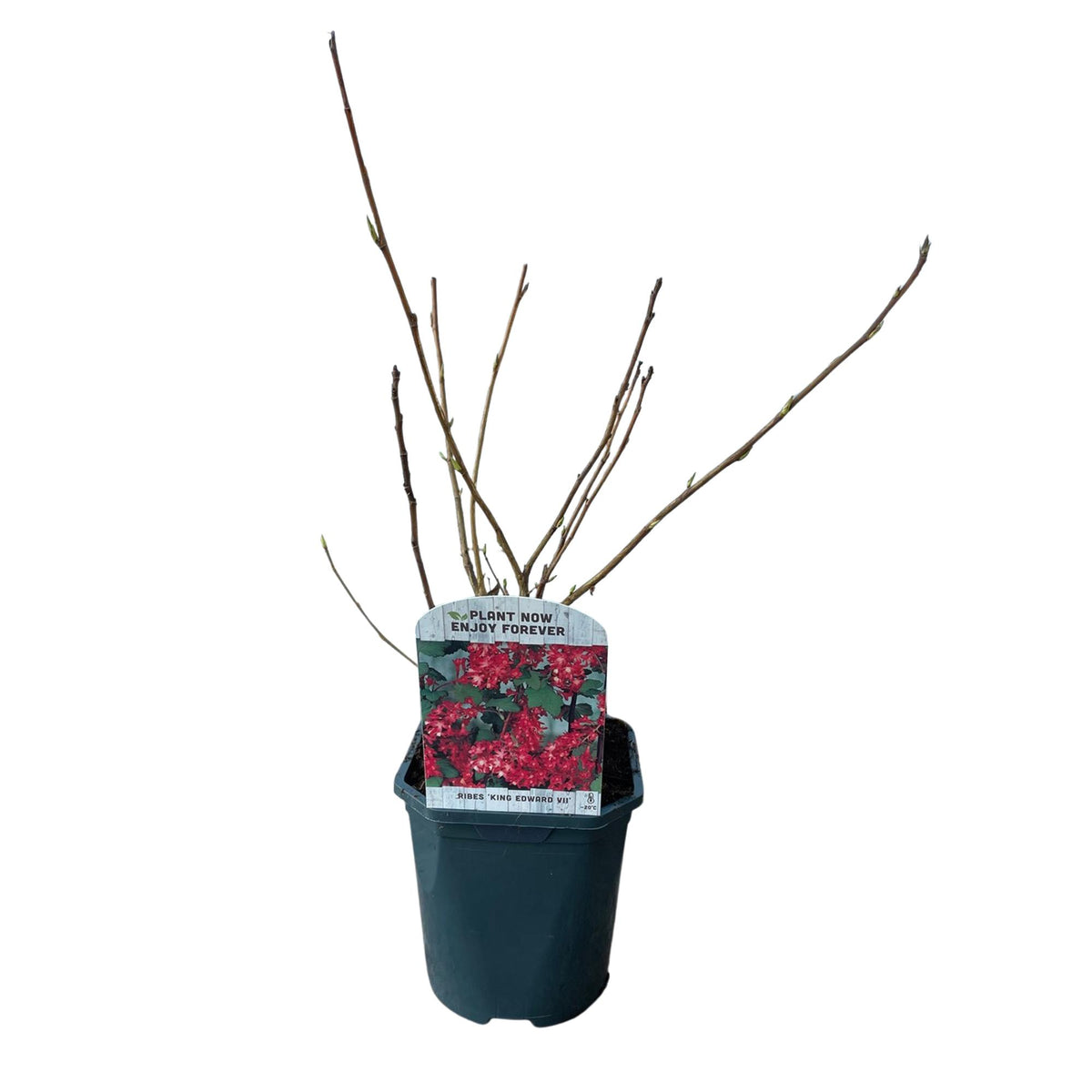 Ribes sanguineum Kind Edward, groeiwijze van de plant