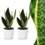 Vrouwentong Sansevieria &