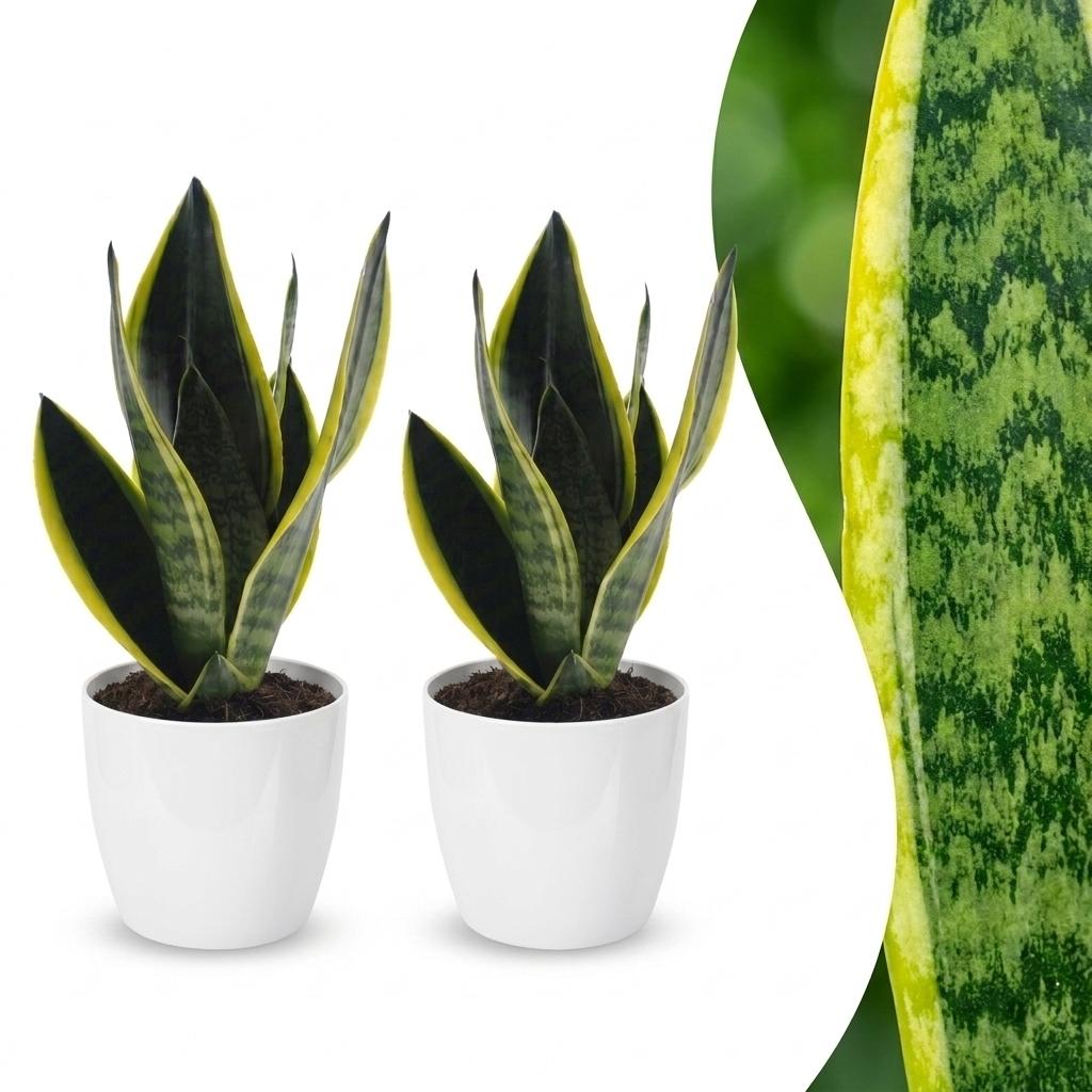 Vrouwentong Sansevieria 'Future Superb', witte pot, detail van het blad