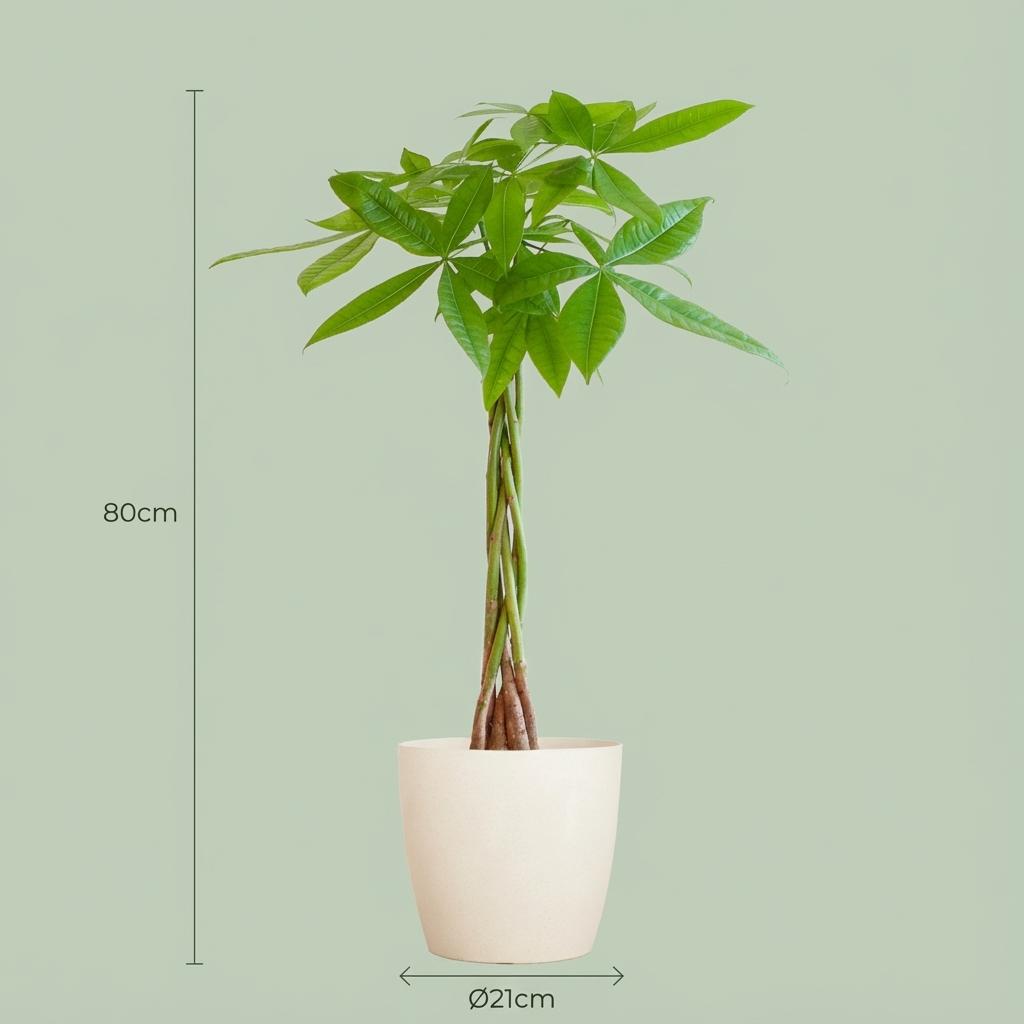 Pachira Aquatica met witte pot, groene bladeren