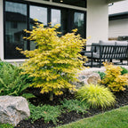 Acer palmatum Jordan, groeiwijze van de plant