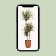 Dracaena Bicolor