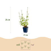 Verbena bonariensis - ijzerhard
