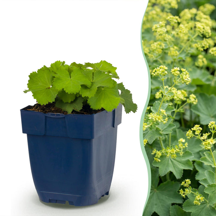 Alchemilla mollis - Vrouwenmantel - Bodembedekkend - Geel - 6 Planten