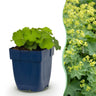 Alchemilla mollis - Vrouwenmantel - Bodembedekkend - Geel - 6 Planten