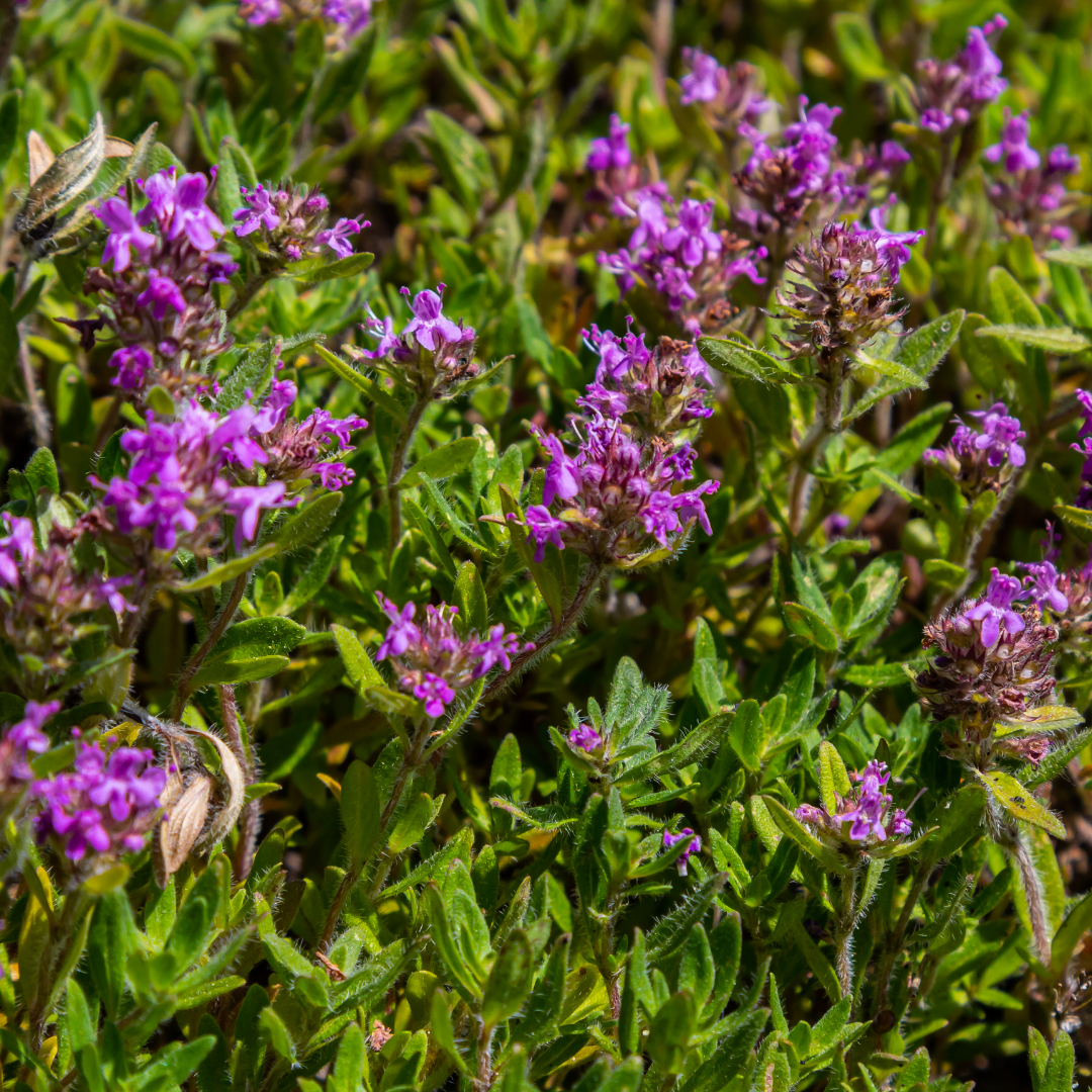 Thymus serpyllum, groeiwijze van de plant