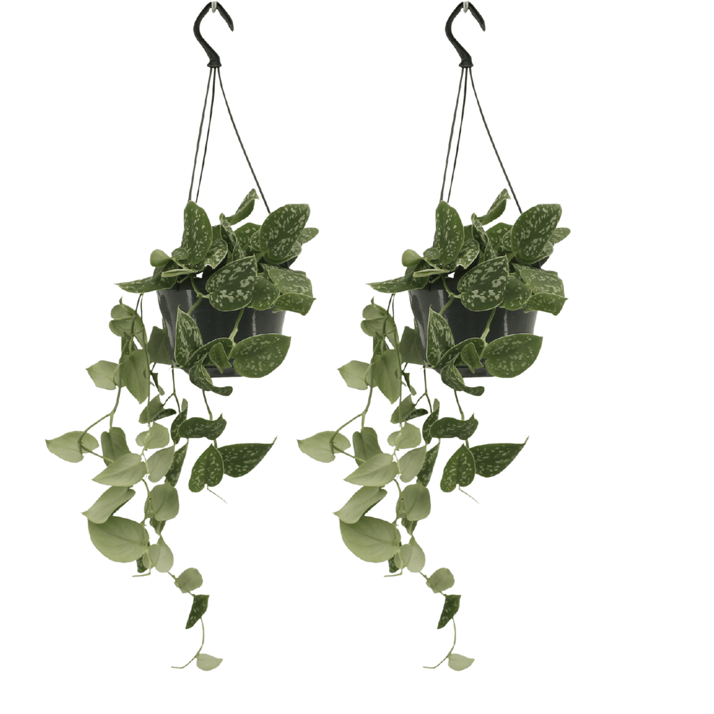 Detailfoto van Scindapsus Pictus (Epipremnum) - 2 stuks