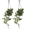 Detailfoto van Scindapsus Pictus (Epipremnum) - 2 stuks