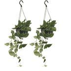 Detailfoto van Scindapsus Pictus (Epipremnum) - 2 stuks