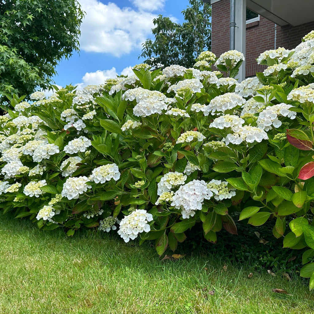 Bolhortensia, heester met witte bloembollen, decoratieve plant