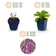 Digitalis purp. Dalmatian Purple - Vingerhoedskruid - Schaduw - Paars - 6 Planten