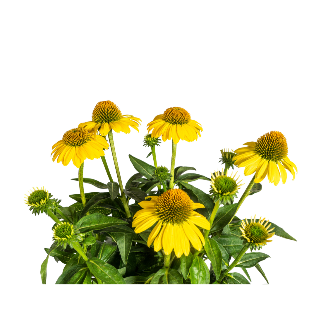 Echinacea Purpurea Yellow, kenmerkend blad