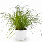 Cyperus alternifolius Zumula met witte pot, groene bladeren