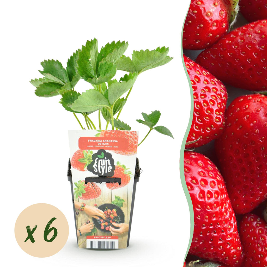 Aardbei Fragaria Elvira, sterke plant