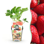 Aardbei Fragaria Elvira, sterke plant