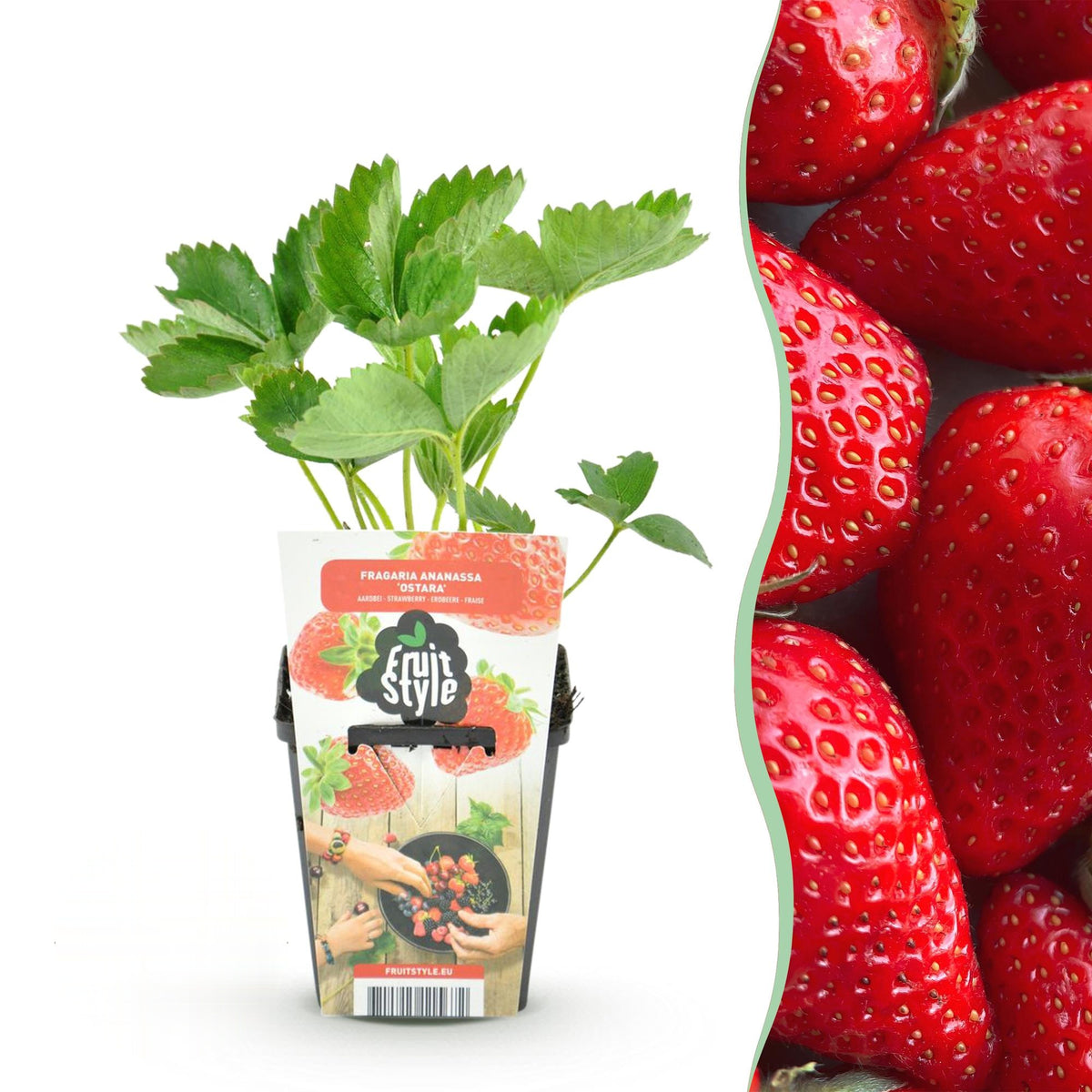 Aardbei Fragaria Elvira, sterke plant
