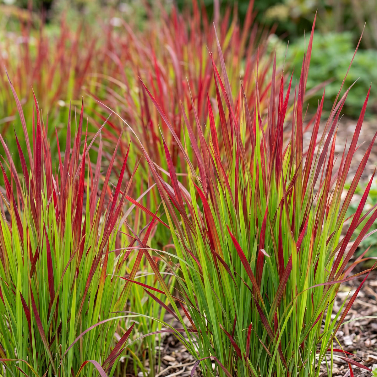 Japans bloedgras Imperata 'Red Baron', rood, siergras voor border en tuin