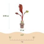 Sierbananenboom Musa Ensete Maurelli, kenmerkend blad