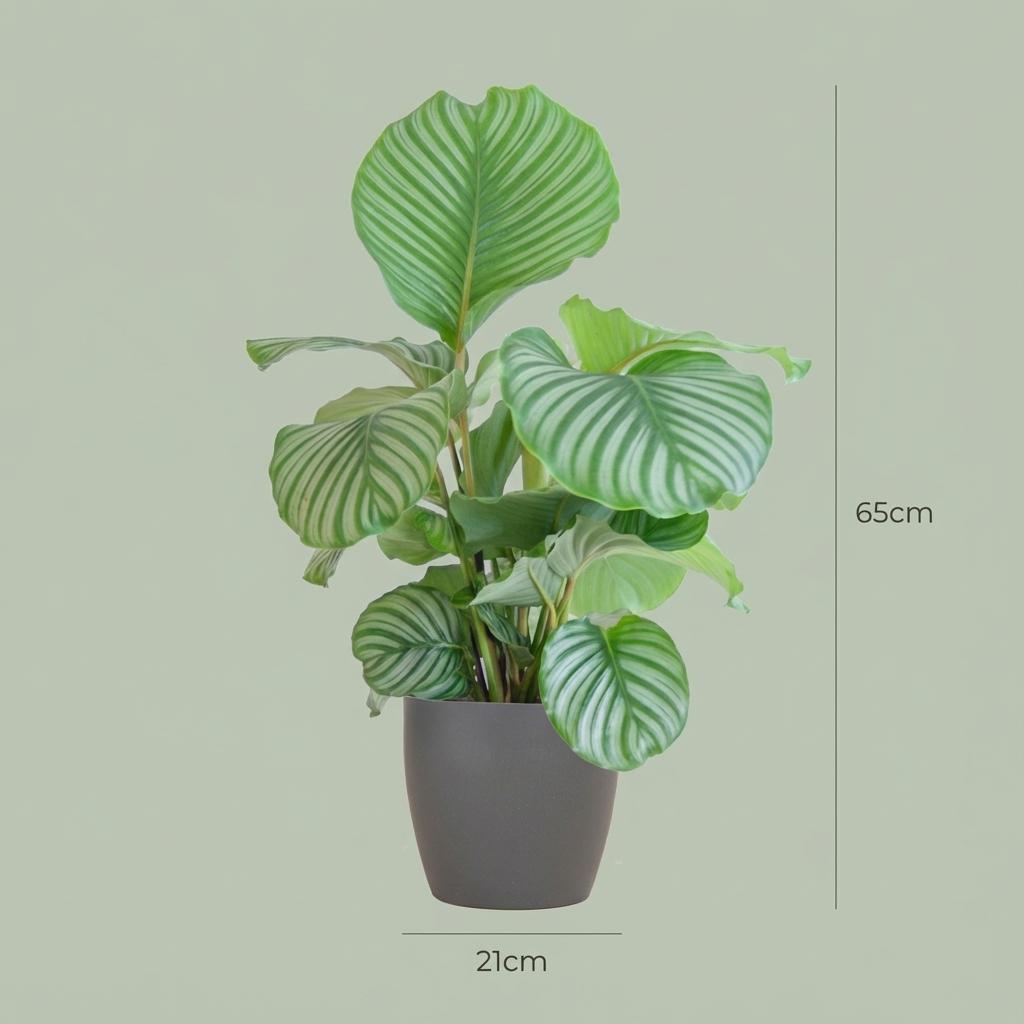 Calathea Orbifolia met grijze pot, groene bladeren