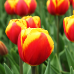 Tulpenbollen Dow Jones, rood-geel gestreept, 20 stuks, detail van het blad