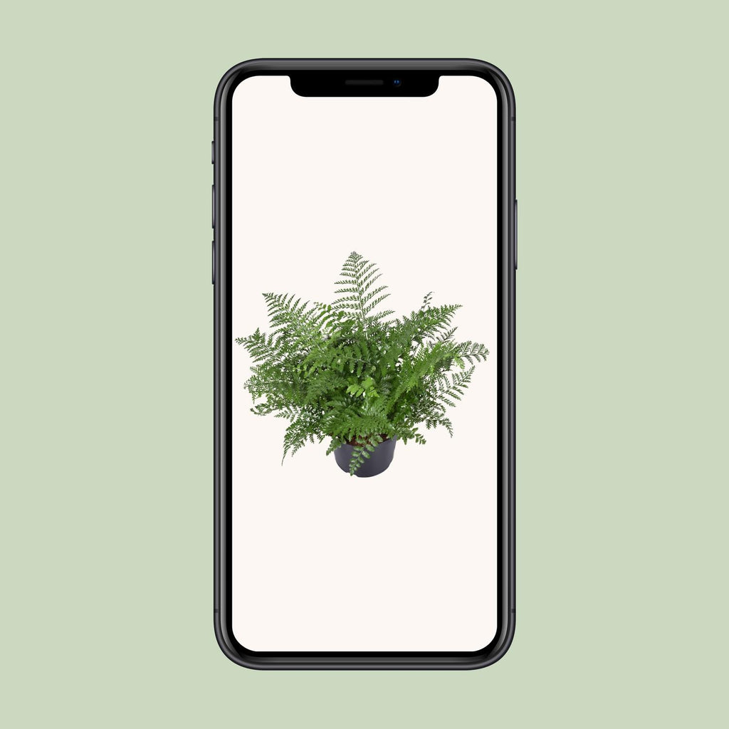 Asplenium Parvati, groene bladeren