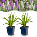 Liatris Duo - Lampenpoetserplant - Roze - Wit, plant in pot