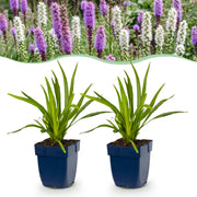 Liatris Duo - Lampenpoetserplant - Roze - Wit - 6 Planten