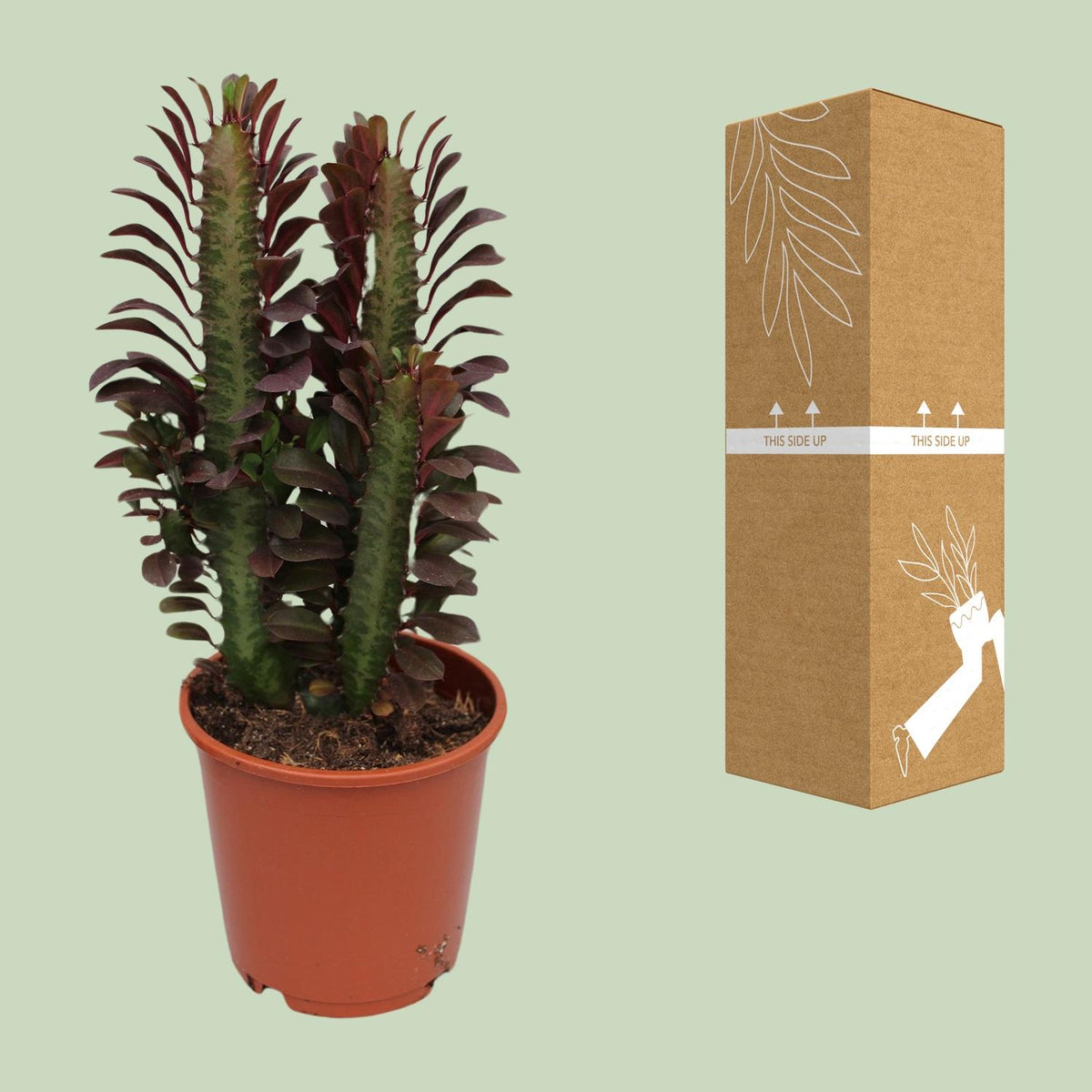Euphorbia Trigona Rubra, groene bladeren