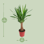 Detailfoto van Yucca Maya Tree 30stam