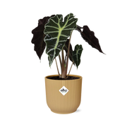 Alocasia Polly in ELHO Vibes Fold geel