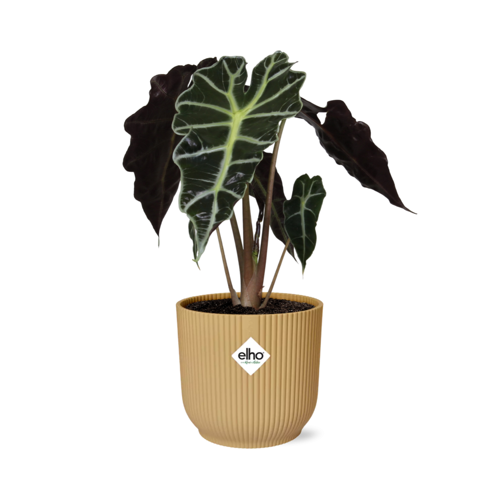 Alocasia Polly in ELHO Vibes Fold geel, plant in pot