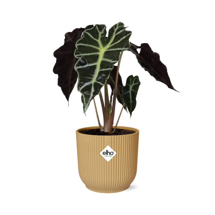 Alocasia Polly in ELHO Vibes Fold geel