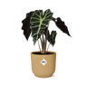 Alocasia Polly in ELHO Vibes Fold geel