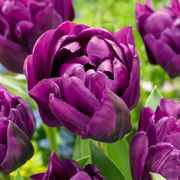 Dubbele tulp &