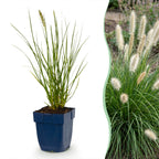 Lampenpoetsersgras Pennisetum 'Little Bunny', met pluim, plant voor tuin en border