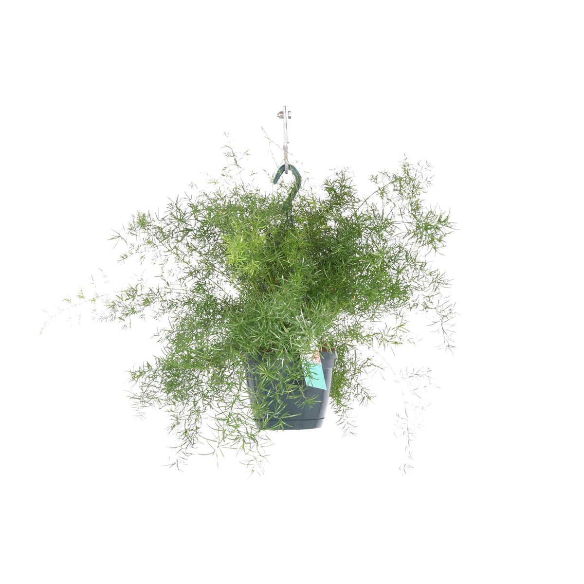 Productfoto van Asparagus Sprengeri Hang