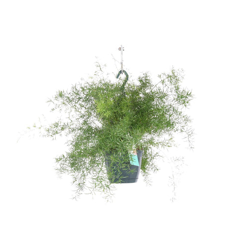 Productfoto van Asparagus Sprengeri Hang