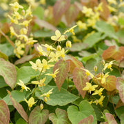 Epimedium perralch. Frohnleiten - Elfenbloem - Schaduw - Geel - 6 Planten