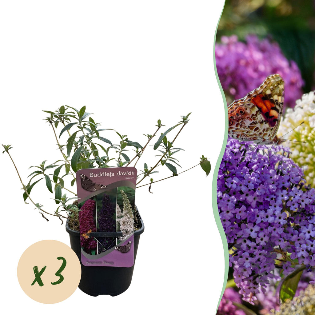 Buddleja davidii Tricolour, plant in pot