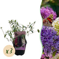 Buddleja davidii Tricolour, plant in pot