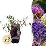 Buddleja davidii Tricolour