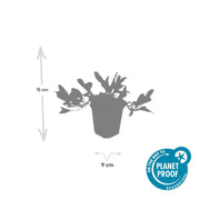 Persicaria aff. &