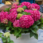 Hortensia Endless Summer Summer Love Red, groene bladeren