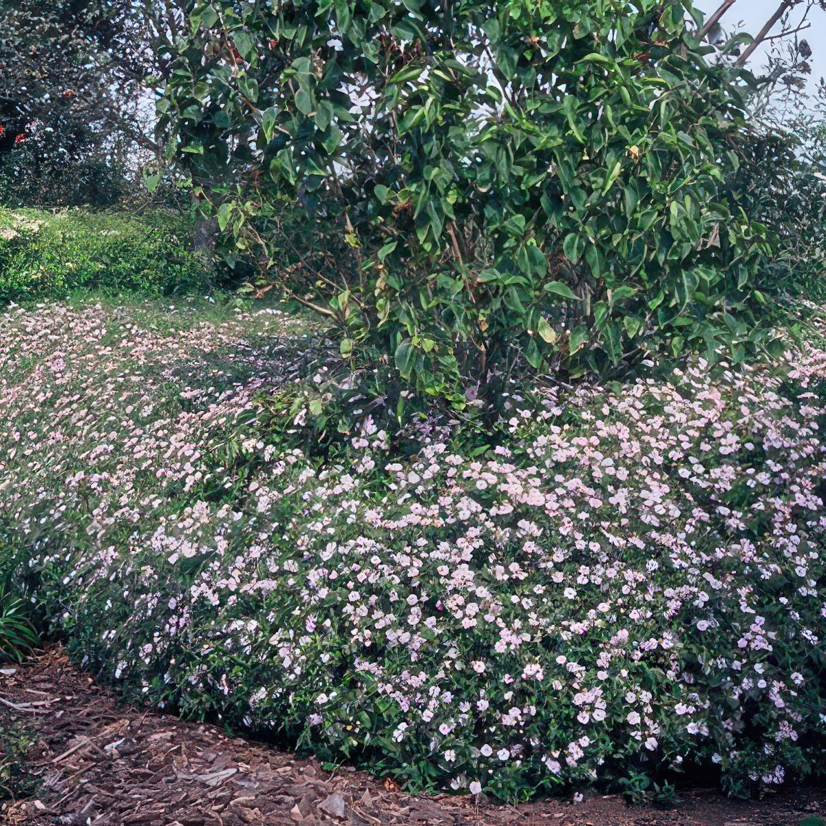 Aster ageratoides 'Asran', plant in pot