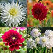 Dahlia mix Romantic Beauties